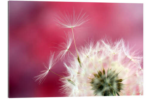 Gallery print Dandelion pink