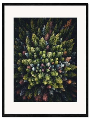 Kehystetty taidepainatus Colorful conifers from above