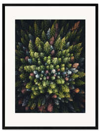 Kehystetty taidepainatus Colorful conifers from above