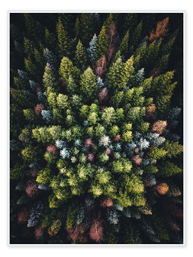 Poster Colourful conifers from above
