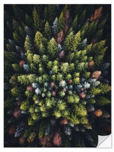 Wall sticker Colourful conifers from above