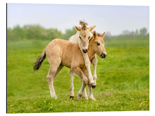 Aluminium print Two playing foals