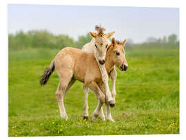 Foam board print Two playing foals