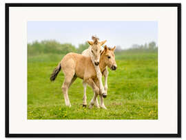 Gerahmter Kunstdruck Zwei spielende Fohlen