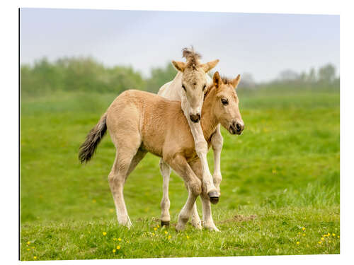 Galleritryk Two playing foals