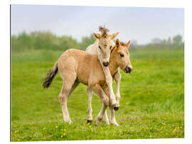 Gallery print Two playing foals