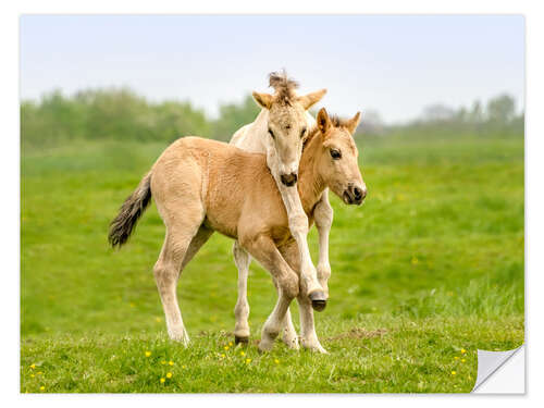 Naklejka na ścianę Two playing foals