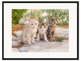 Framed art print Three little kittens