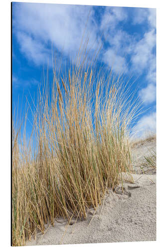 Aluminium print Dunes and beach grass on the Baltic Sea