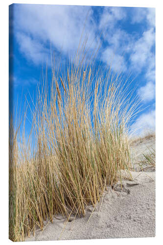 Lærredsbillede Dunes and beach grass on the Baltic Sea