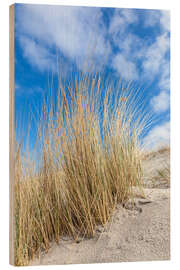 Obraz na drewnie Dunes and beach grass on the Baltic Sea