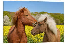 Aluminiumsbilde Icelandic horses cuddle in a spring meadow