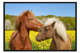 Gerahmter Kunstdruck Islandpferde schmusen in einer Frühlingswiese