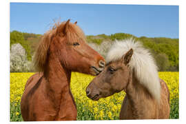 Foam board print Icelandic horses cuddle in a spring meadow