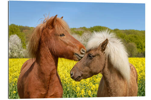 Galleriprint Icelandic horses cuddle in a spring meadow