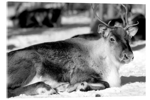 Akrylbilde Reindeer