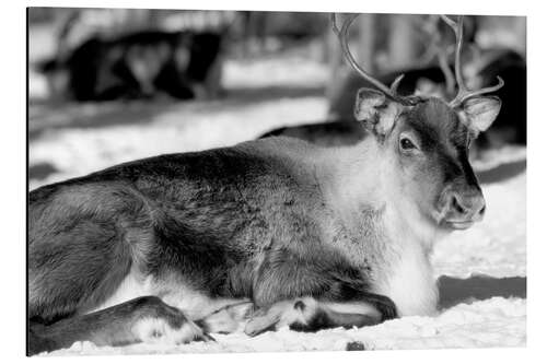 Aluminiumtavla Reindeer