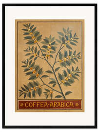 Stampa artistica con cornice Coffea arabica