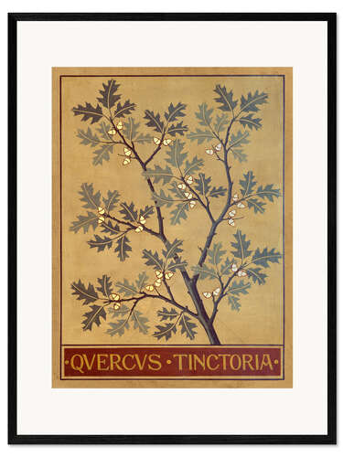Stampa artistica con cornice Quercus tinctoria