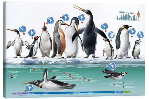Leinwandbild Lebende und Ausgestorbene Pinguine