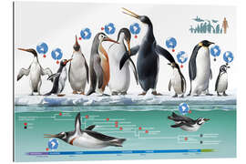 Gallery print Living and extinct penguins