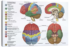 Leinwandbild  Das Gehirn aus vier Perspektiven (Englisch)