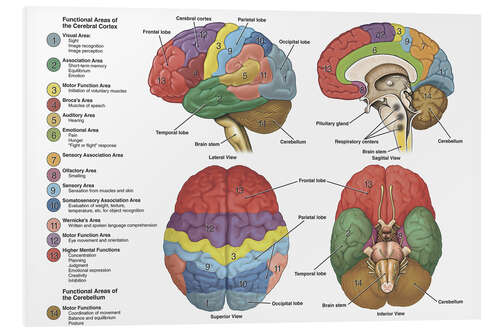 Foam board print The Brain From 4 Perspectives