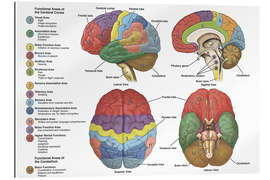 Gallery print The brain from 4 perspectives