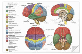 Sticker mural Le cerveau sous 4 angles (anglais)