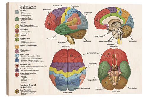 Wood print The Brain From 4 Perspectives