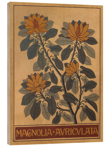 Tableau en bois Magnolia auriculata