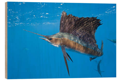 Wood print Atlantic sailfish