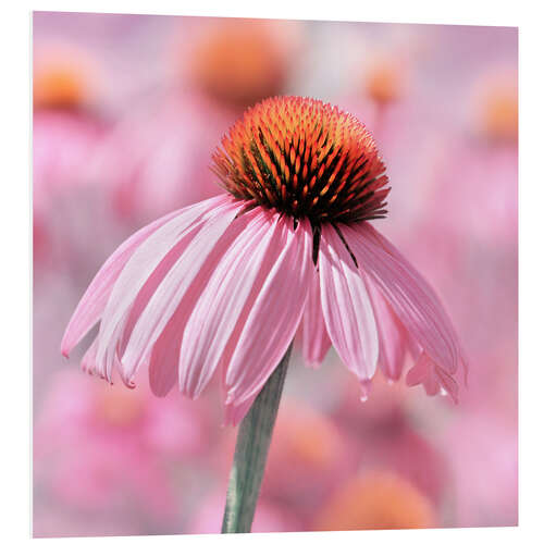 Foam board print Coneflower II