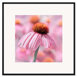 Ingelijste kunstdruk Coneflower II