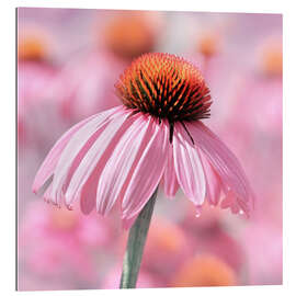 Gallery print Coneflower II