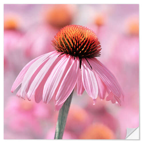 Wall sticker Coneflower II