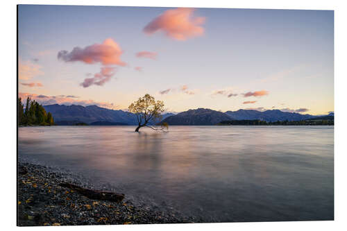 Aluminium print Lonely Tree, New Zealand