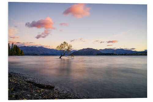 Foam board print Lonely Tree, New Zealand