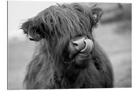 Galleriprint Funny Highland Cattle