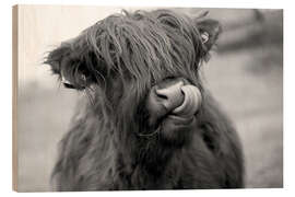 Obraz na drewnie  Highland Cattle schwarz-weiß - John Short
