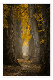 Wall print  Autumn path - Martin Podt