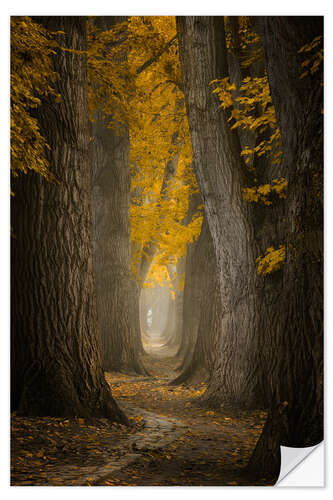 Selvklebende plakat Autumn path