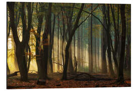 Magnettafel Erstes Licht im Wald