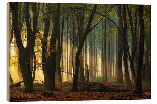 Wood print First light in the forest