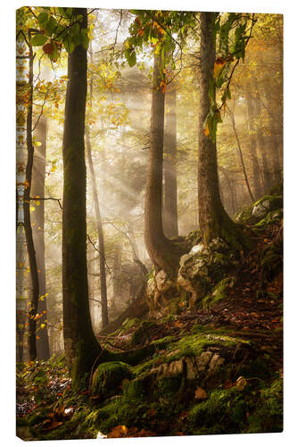 Tableau sur toile Une journée en forêt