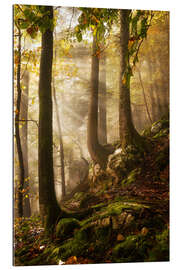 Gallery Print Ein Tag im Wald