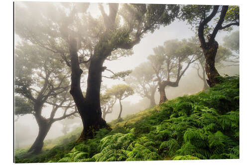 Gallery print Cloud forest in the morning