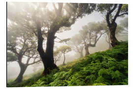Magnettafel Nebelwald am Morgen
