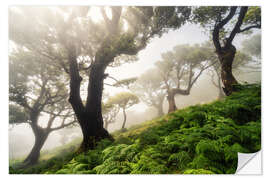 Selvklebende plakat Cloud forest in the morning