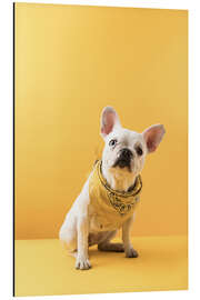 Alubild Dogge mit Bandana